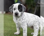 Small #2 Dalmatian-Labrador Retriever Mix
