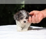 Small #22 Goldendoodle (Miniature)