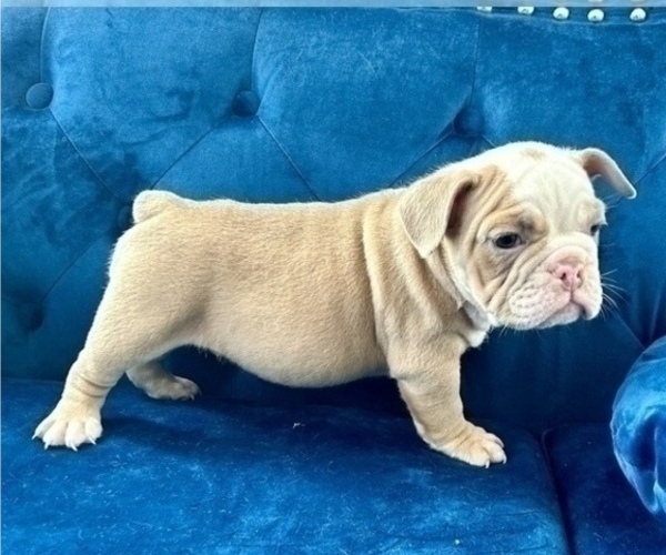 Medium Photo #7 English Bulldog Puppy For Sale in JERSEY CITY, NJ, USA