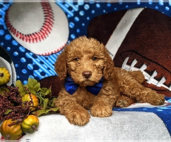 Medium Photo #4 Miniature Labradoodle Puppy For Sale in KIRKWOOD, PA, USA