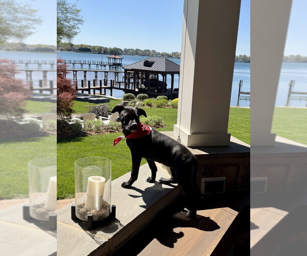 Medium Photo #14 Mutt Puppy For Sale in Mooresville, NC, USA