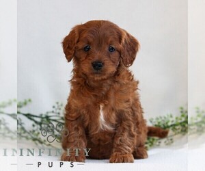 Cavapoo Puppy for sale in LITITZ, PA, USA