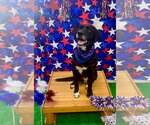 Small #2 Labrador Retriever Mix