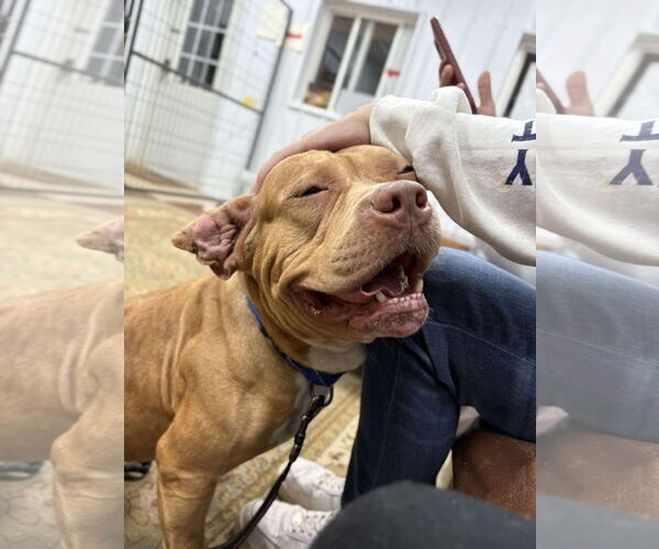 Medium Photo #7 American Pit Bull Terrier-Unknown Mix Puppy For Sale in Lockport, NY, USA