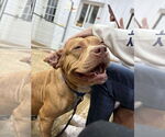 Small #6 American Pit Bull Terrier Mix