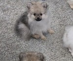 Puppy Teddy Pomeranian