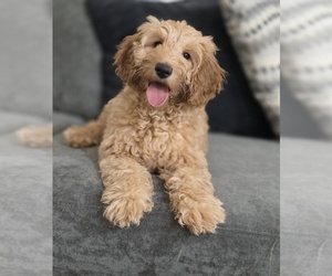 Goldendoodle (Miniature) Puppy for Sale in KEENE, New Hampshire USA