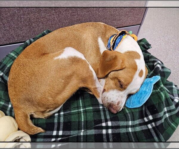 Medium Photo #10 Mutt Puppy For Sale in Rootstown, OH, USA