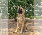 Small #2 German Shepherd Dog Mix
