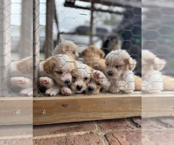 Medium Photo #2 Poodle (Toy) Puppy For Sale in AVA, MO, USA