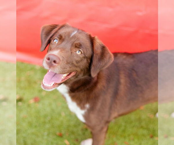 Medium Photo #3 Labrador Retriever-Unknown Mix Puppy For Sale in Canton, CT, USA