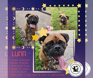 Bullmastiff Dogs for adoption in Crystal, MN, USA