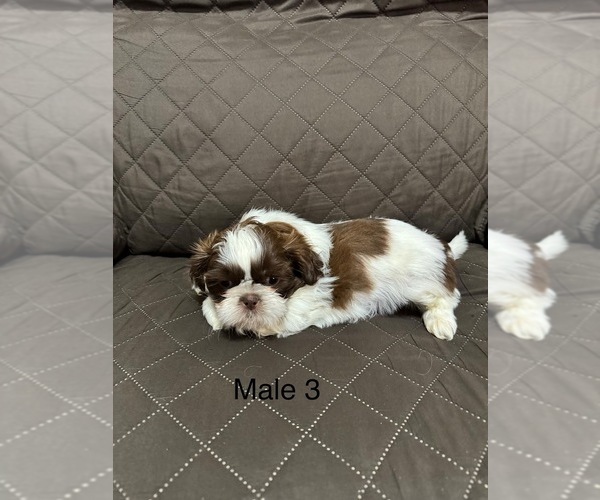 Medium Photo #1 Shih Tzu Puppy For Sale in CRITTENDEN, KY, USA