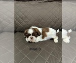 Image preview for Ad Listing. Nickname: Male puppy 3