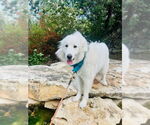 Small #2 Great Pyrenees