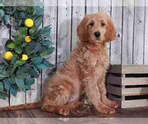 Goldendoodle Puppy for sale in MOUNT VERNON, OH, USA
