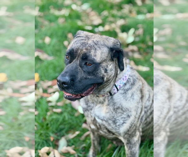 Medium Photo #4 Mastiff Puppy For Sale in Omaha, NE, USA