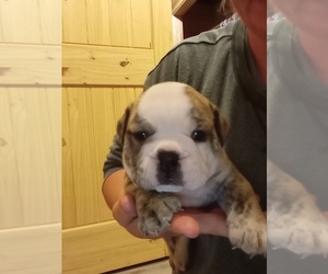Victorian Bulldog Puppy for sale in HECTOR, AR, USA