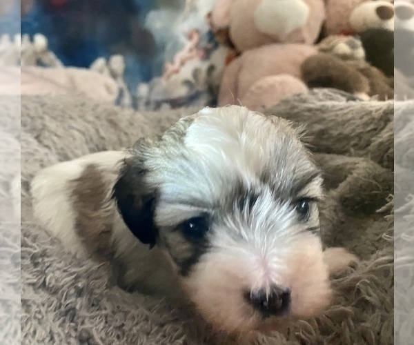 Medium Photo #10 Zuchon Puppy For Sale in RENO, NV, USA