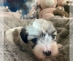 Small Photo #10 Zuchon Puppy For Sale in RENO, NV, USA