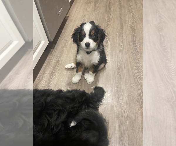 Medium Photo #1 Bernedoodle (Miniature)-Bernese Mountain Dog Mix Puppy For Sale in PLEASANT HILL, CA, USA