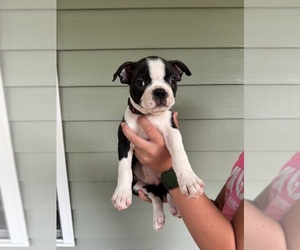 Boston Terrier Puppy for sale in VALDOSTA, GA, USA