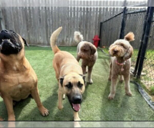 Medium Photo #6 Mutt Puppy For Sale in Winston Salem, NC, USA