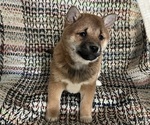 Puppy 1 Shiba Inu