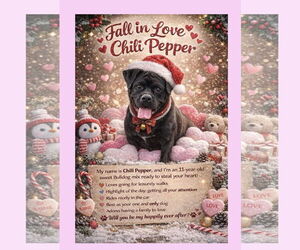 Bulldog Dogs for adoption in Thomasville, NC, USA