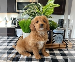 Goldendoodle Puppy for sale in INDIANAPOLIS, IN, USA