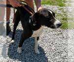 Small #2 Labrador Retriever Mix