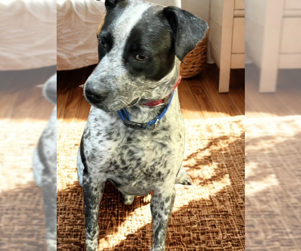 Medium Photo #4 Mutt Puppy For Sale in Mt. Laurel, NJ, USA