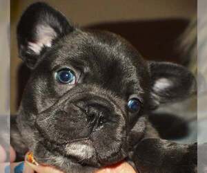 Medium French Bulldog