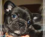 Puppy 1 French Bulldog