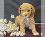 Small #1 Cavapoo (Miniature)