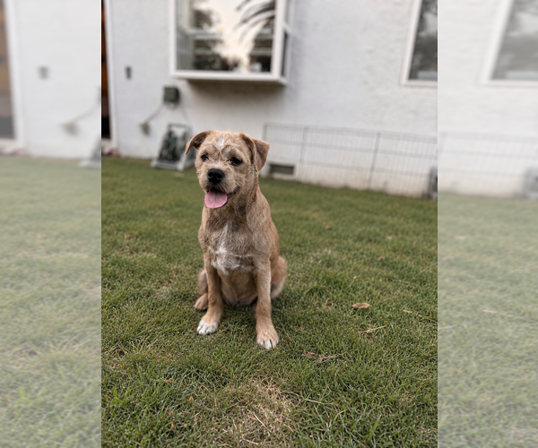 Medium Photo #2 Schnug Puppy For Sale in PLEASANTON, CA, USA