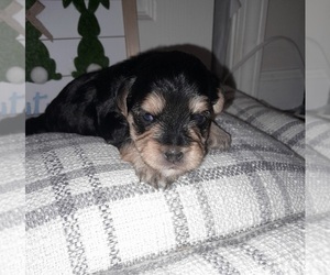 YorkiePoo-Yorkshire Terrier Mix Puppy for sale in SHELBY, NC, USA