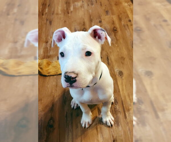 Medium Photo #1 Mutt Puppy For Sale in Lake City, MI, USA