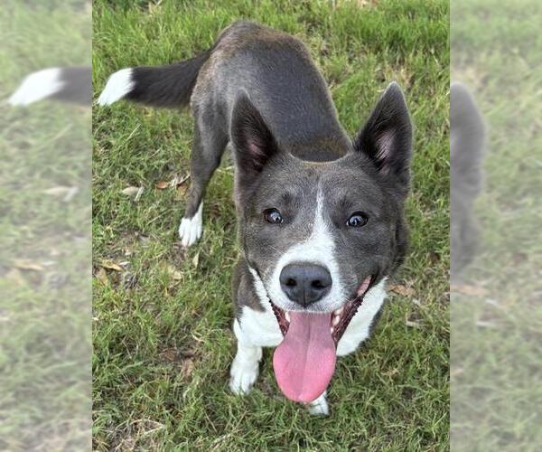 Medium Photo #1 Siberian Husky Puppy For Sale in San Antonio, TX, USA