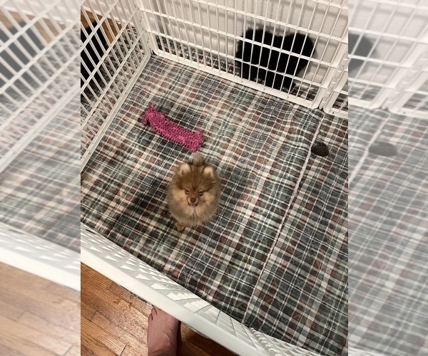 Medium Photo #1 Pomeranian Puppy For Sale in ORANGE CITY, FL, USA