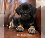 Puppy Tan Collar Male Cane Corso