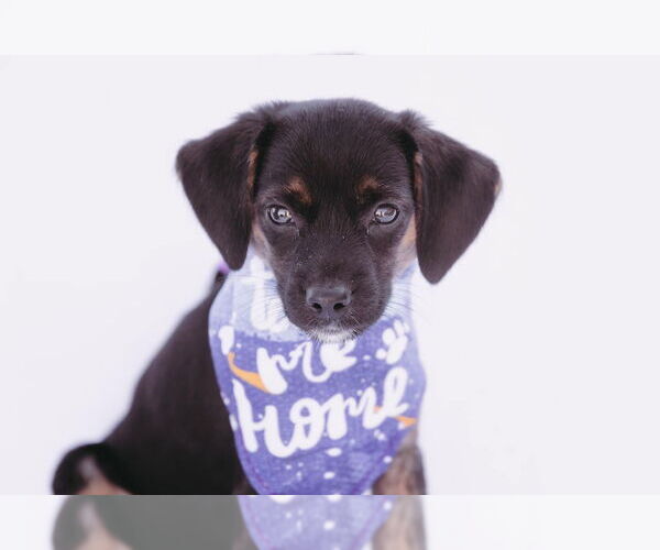 Medium Photo #3 Chiweenie Puppy For Sale in Princeton, MN, USA