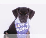 Small #2 Chiweenie