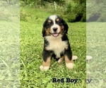 Puppy Red Boy Bernese Mountain Dog