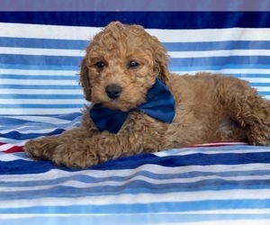 Cavapoo Puppy for sale in LANCASTER, PA, USA