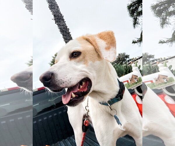 Medium Photo #4 American Foxhound-Labrador Retriever Mix Puppy For Sale in Newport Beach, CA, USA