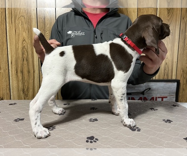 Medium Photo #2 German Shorthaired Pointer Puppy For Sale in LEWELLEN, NE, USA