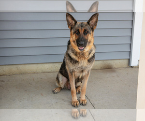 Mother of the German Shepherd Dog puppies born on 07/03/2025