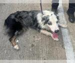 Small Australian Shepherd