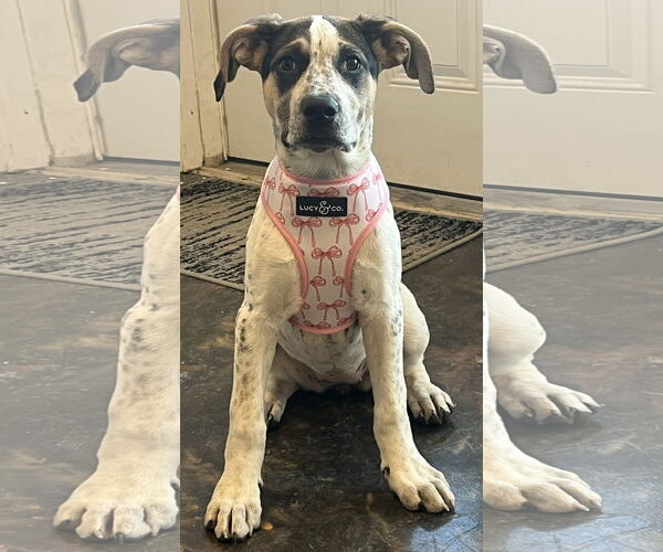 Medium Photo #9 American Bulldog-German Shepherd Dog Mix Puppy For Sale in Princeton, MN, USA